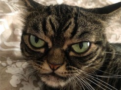 Сердитый кот из США стал новой звездой инстаграма