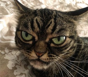 Сердитый кот из США стал новой звездой инстаграма