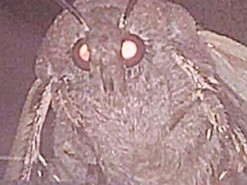 Мем с отчаявшимся мотыльком захватил интернет