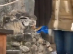 Хищного кота до глубины души поразила людская «наглость» в его вольере