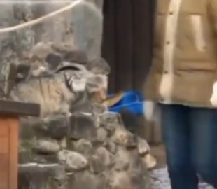 Хищного кота до глубины души поразила людская «наглость» в его вольере