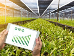 Самым быстрорастущим украинским маркетплейсом стал сайт, продающий растения