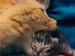 Рыжий кот спас брошенного котенка и стал его «папой»