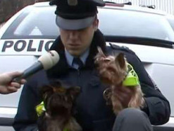Опасные и грозные: в сети показали, как йоркширкские терьеры служат в полиции