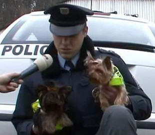 Опасные и грозные: в сети показали, как йоркширкские терьеры служат в полиции
