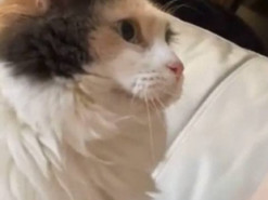 Попытки кошки привлечь внимание рассмешили соцсети