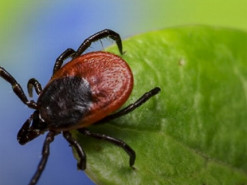 Искусственный интеллект определит заболевание растения и подберет лечение