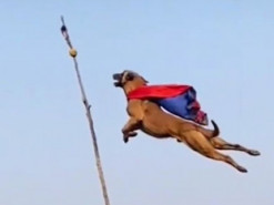 Не птица и не самолет: песик научился летать и стал звездой интернета