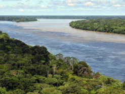 Ученые сосчитали все виды деревьев на Земле: им помогла шифровальная машина нацистов "Энигма"