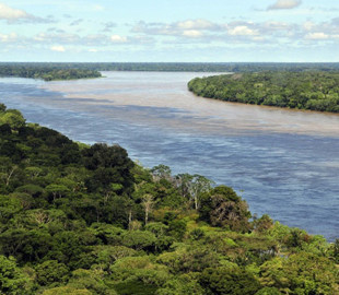 Ученые сосчитали все виды деревьев на Земле: им помогла шифровальная машина нацистов "Энигма"