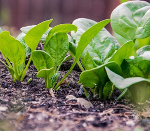 Ученые научили шпинат отправлять электронные письма — сеть разразилась шутками