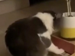 Композитор с лапками: сочиняющий музыку кот заставил соцсети хохотать