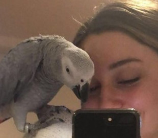 Танцует и делает покупки: попугай "подружился" с умной колонкой и делает через нее заказы хозяйке