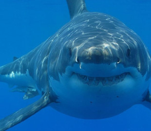 Вчені з’ясували, що акули мають внутрішню навігаційну систему, подібну до GPS