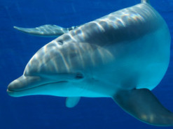 Загинуло понад 5 тисяч дельфінів: біолог про ситуацію в Чорному морі