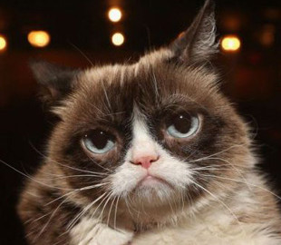 Умерла самая известная кошка интернета - сердитая Grumpy Cat