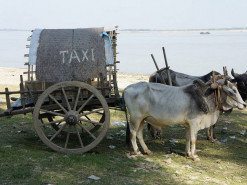 Цыгане придумали новую схему обмана фермеров, торгующих через OLX