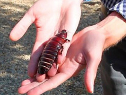 Инженеры создали «дисплей» из тараканов-киборгов