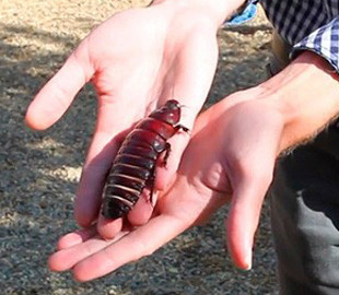 Инженеры создали «дисплей» из тараканов-киборгов