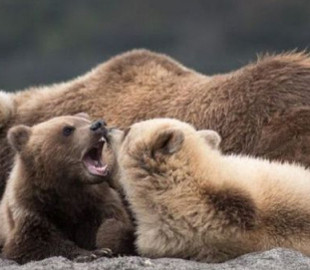 Курьез: в Калифорнии медведица с детьми пришла купаться на переполненный пляж