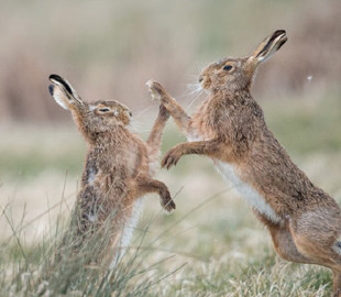 Забавная драка двух зайцев стала новым хитом Сети