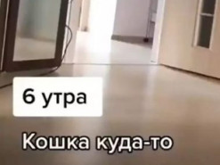 «Опаздывала на работу и потеряла ключи»: Кошка металась из комнаты в комнату