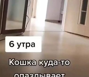 «Опаздывала на работу и потеряла ключи»: Кошка металась из комнаты в комнату