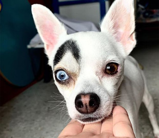 Собака з незвичайною зовнішністю став новою зіркою Мережі