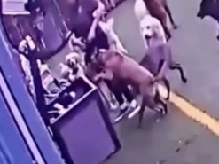 Собаки запрыгнули в мусорный контейнер и заставили Сеть хохотать
