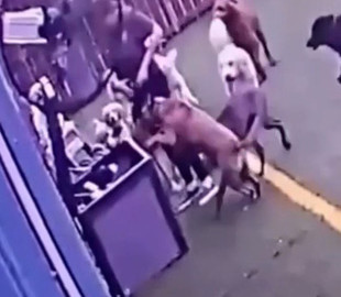 Собаки запрыгнули в мусорный контейнер и заставили Сеть хохотать