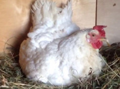 Курица-наседка стала мамой для троих котят, а видео с ней – вирусным