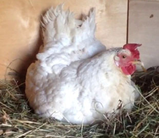 Курица-наседка стала мамой для троих котят, а видео с ней – вирусным