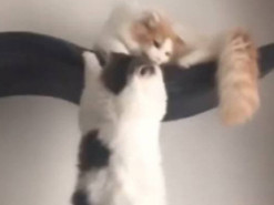 Курьезные котики повторили культовую сцену из «Короля Льва» и покорили интернет