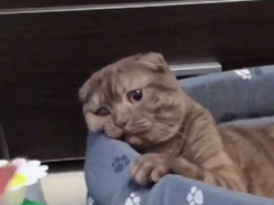 Курьезное видео с котом-философом стало хитом в сети