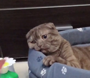 Курьезное видео с котом-философом стало хитом в сети