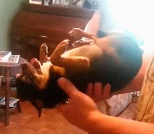 Собака придумала, как избежать общения с чужими людьми