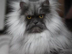 Суровая кошка со смешной прической стала интернет-звездой