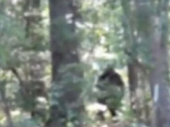 Мужчина заснял на видео снежного человека