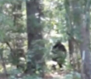 Мужчина заснял на видео снежного человека