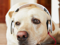 В Швеции создали плейлисты для тоскующих дома собак