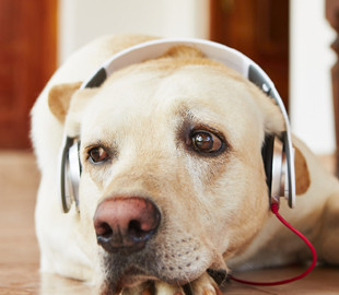 В Швеции создали плейлисты для тоскующих дома собак