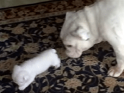 Сеть насмешил щенок, рассердившийся на свою маму