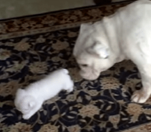 Сеть насмешил щенок, рассердившийся на свою маму