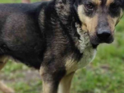 Под Харьковом украинские военные спасли раненого осколком пса