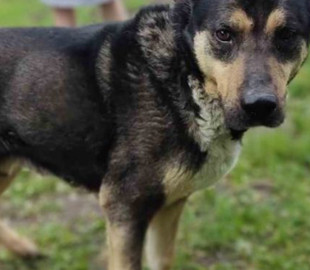 Под Харьковом украинские военные спасли раненого осколком пса