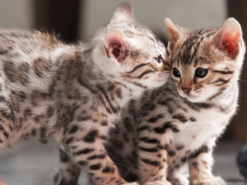 Кошеня за 23 тисячі: запоріжанка стала жертвою афери