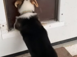 Щенок совершил первое самостоятельное «путешествие» и умилил Сеть