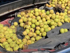 Білка перетворила Subaru Forester на склад горіхів