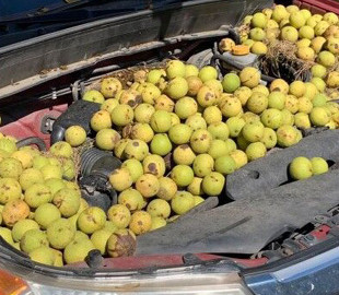 Білка перетворила Subaru Forester на склад горіхів