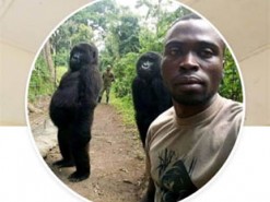 Гориллы в Конго стали позировать для селфи